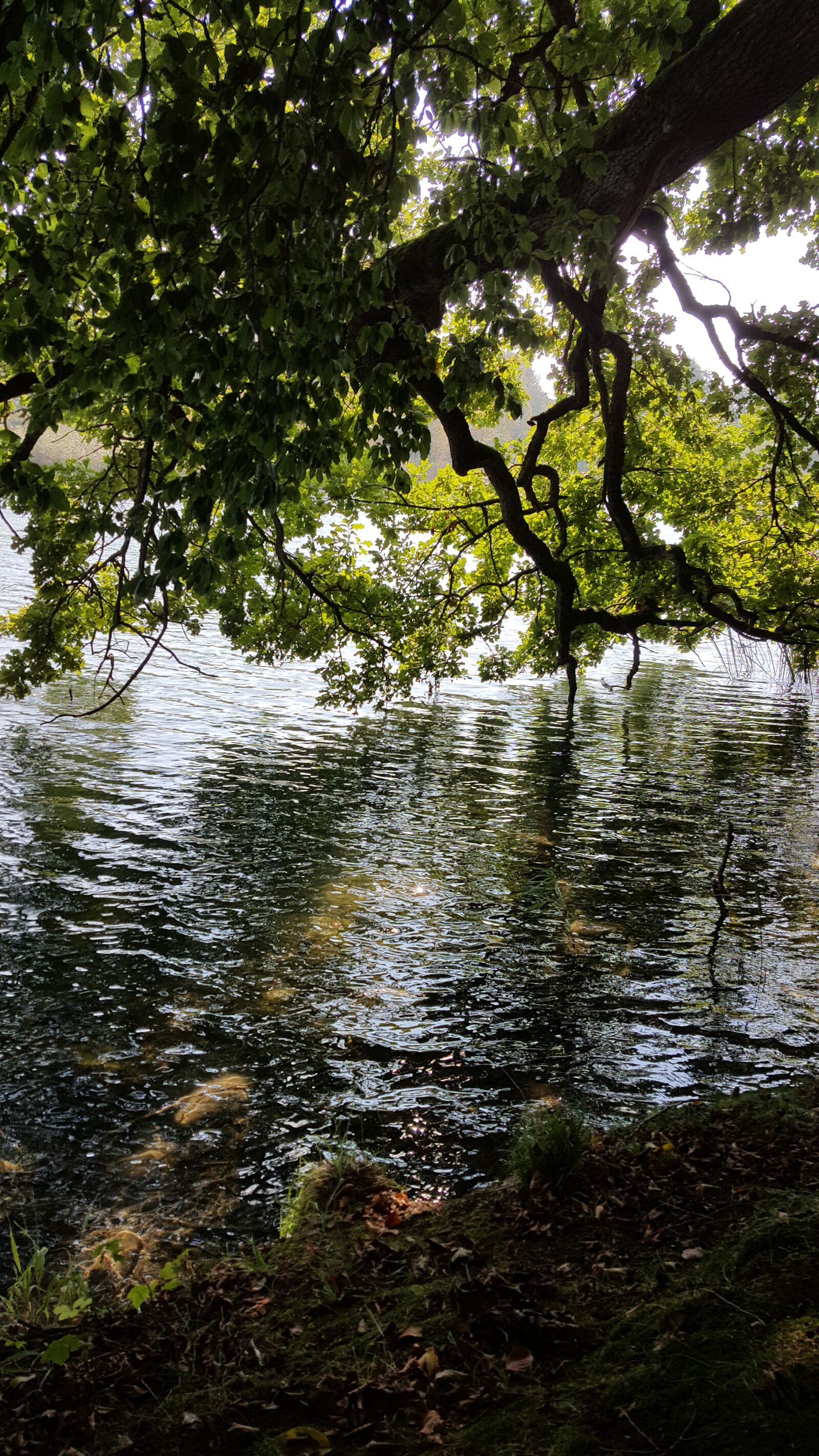 Samsung Galaxy S6 sample photo. Ufer, see, bäume photography