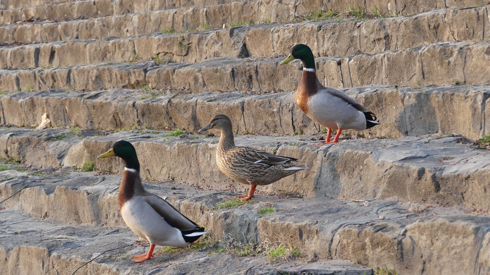 Panasonic Lumix DMC-FZ300 sample photo. Bird, nature, wild world photography