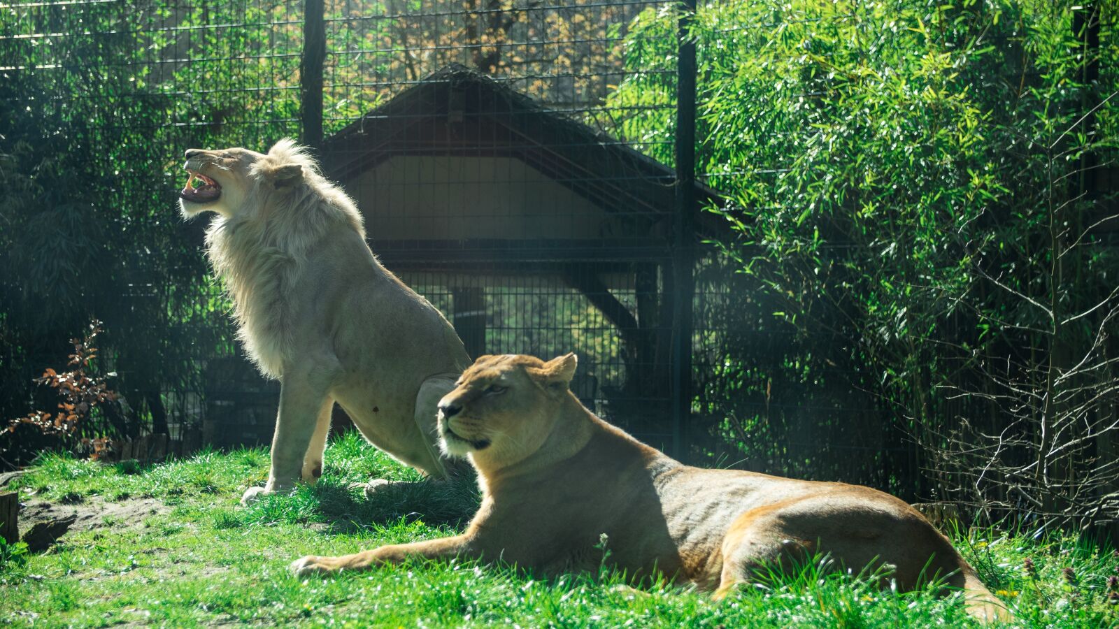 Panasonic Lumix DC-GH5 sample photo. Lion, zoo, dangerous photography