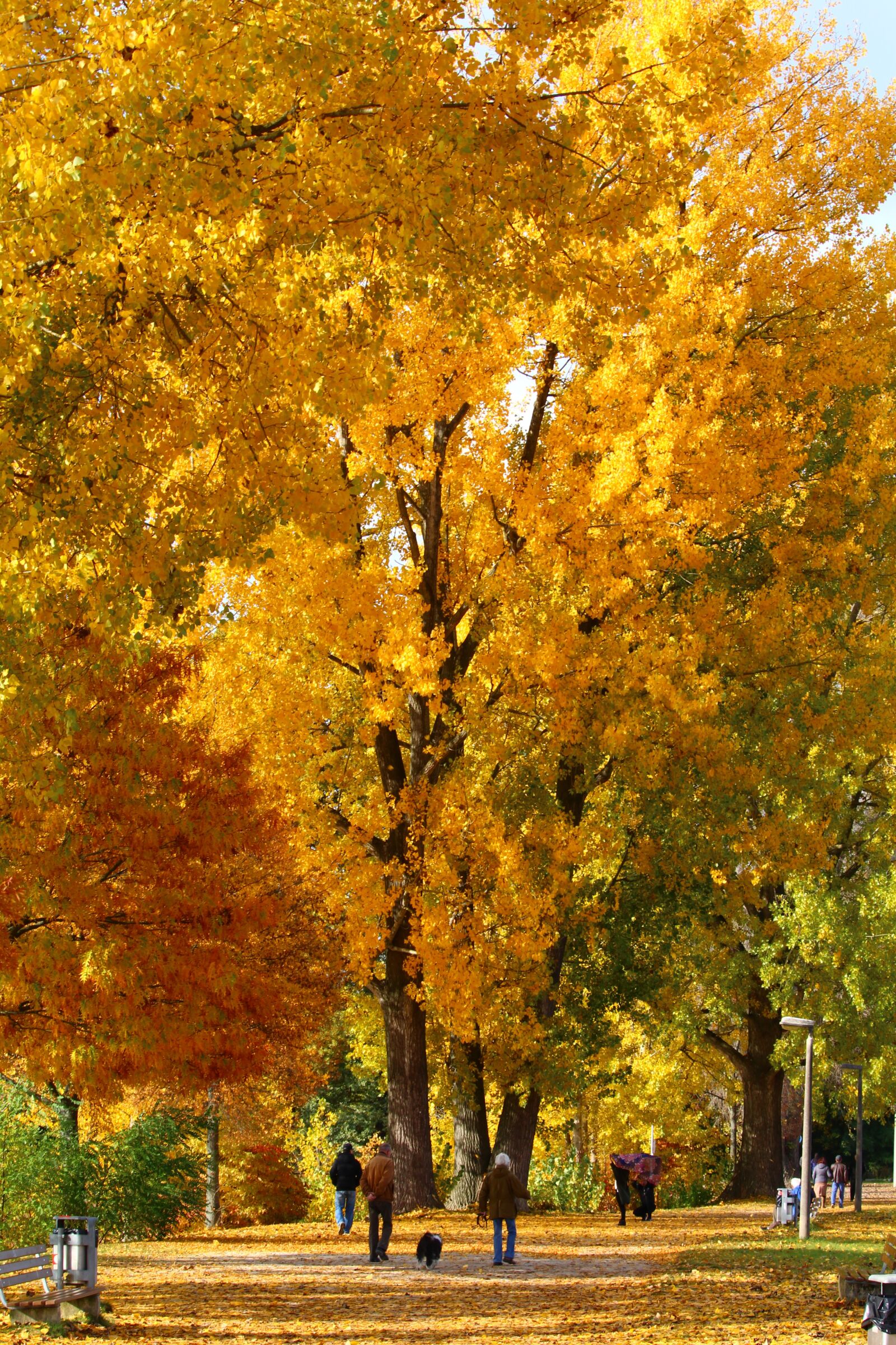 Canon EF-S 55-250mm F4-5.6 IS STM sample photo. Autumn, walk, leaves photography