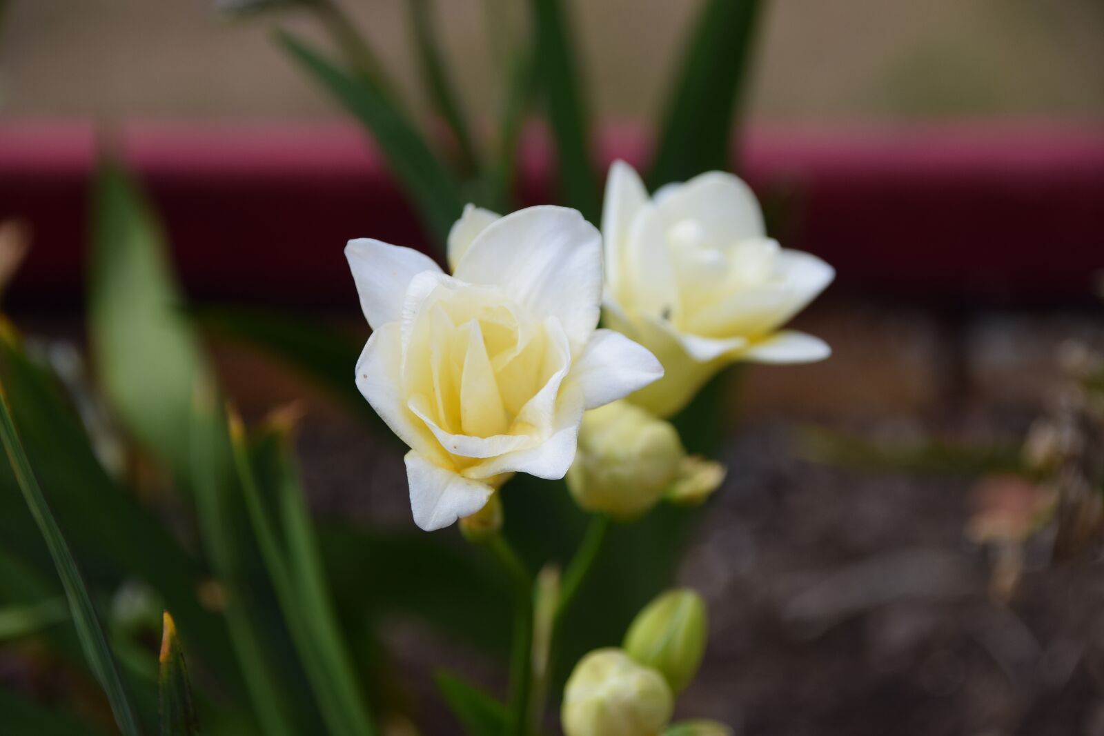 Nikon D5300 sample photo. Flower, summer, nature photography