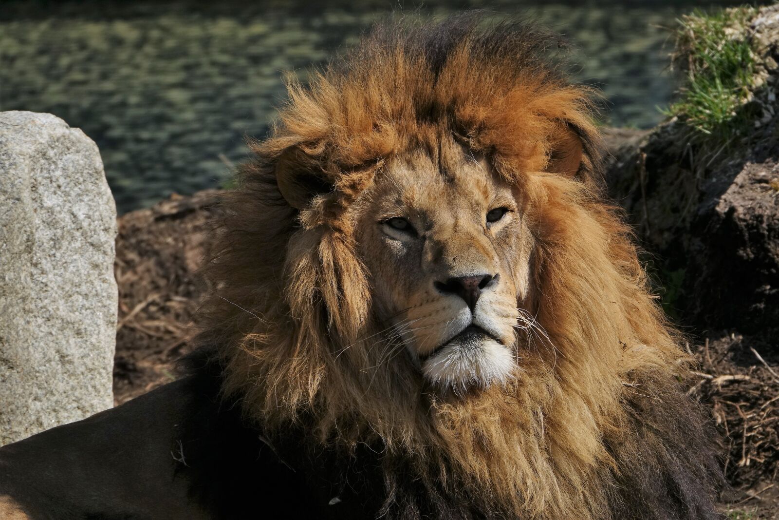 Sony Cyber-shot DSC-RX10 III sample photo. Lion, animal, predator photography