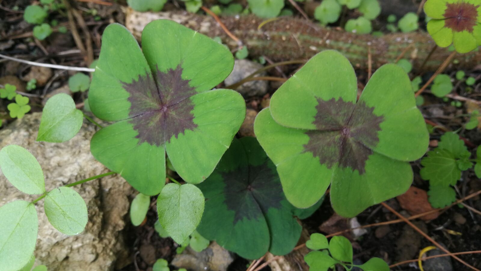 HUAWEI P10 sample photo. Clover, leaves, good luck photography