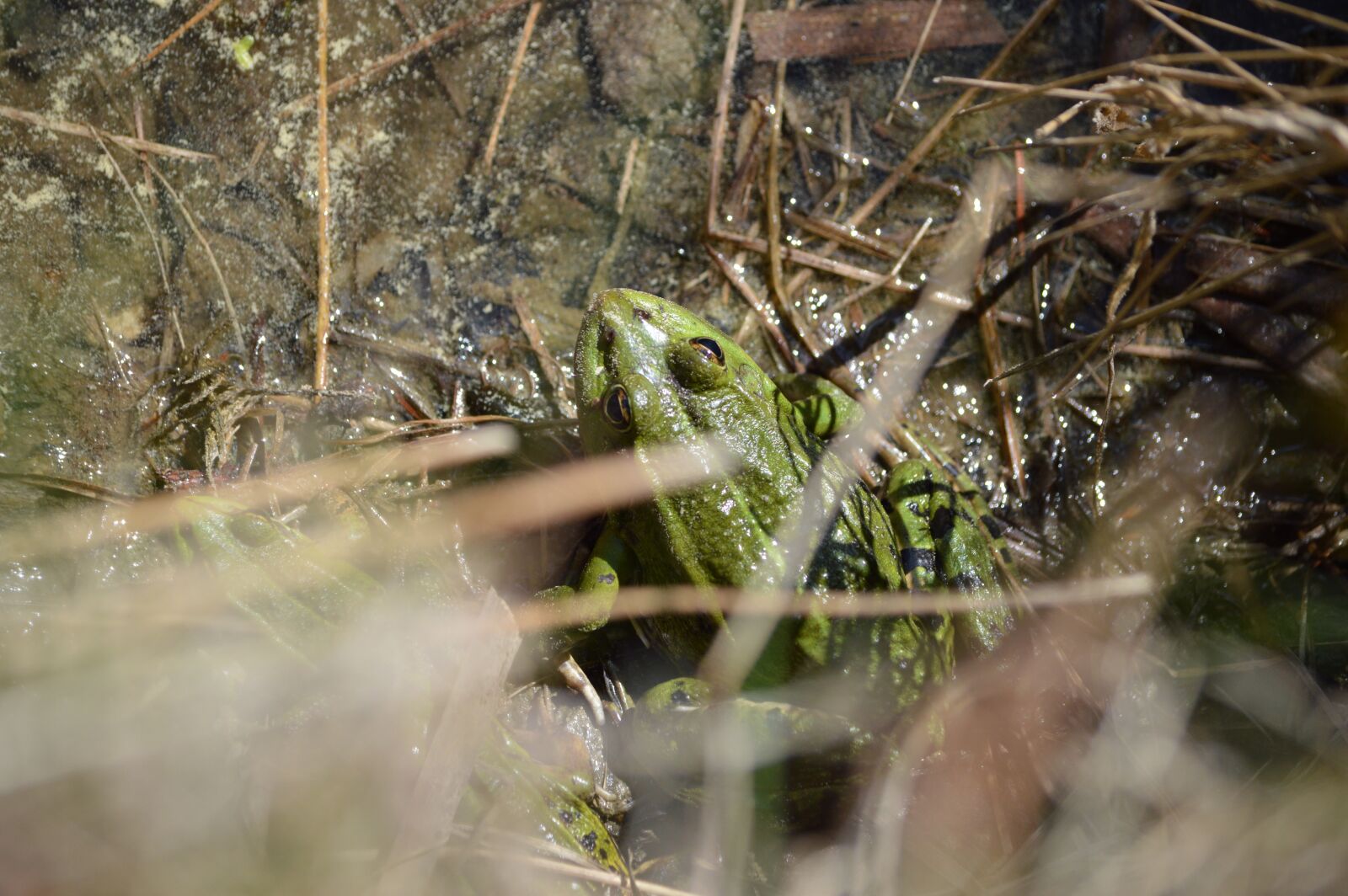 Nikon D3200 sample photo. Frog, insect, green photography