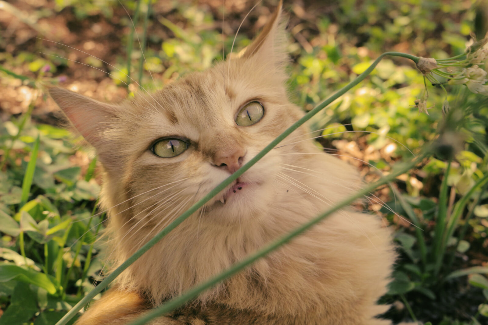 Canon EOS 100D (EOS Rebel SL1 / EOS Kiss X7) sample photo. Cat photography