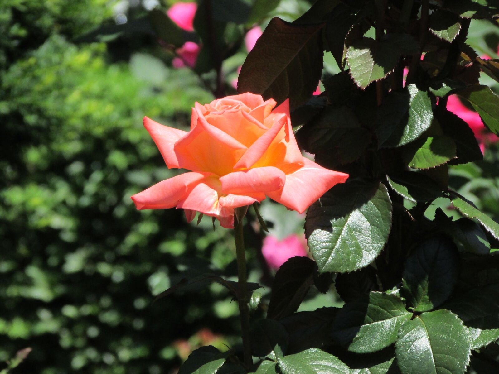 Canon PowerShot SX400 IS sample photo. Rose, flower, floral photography