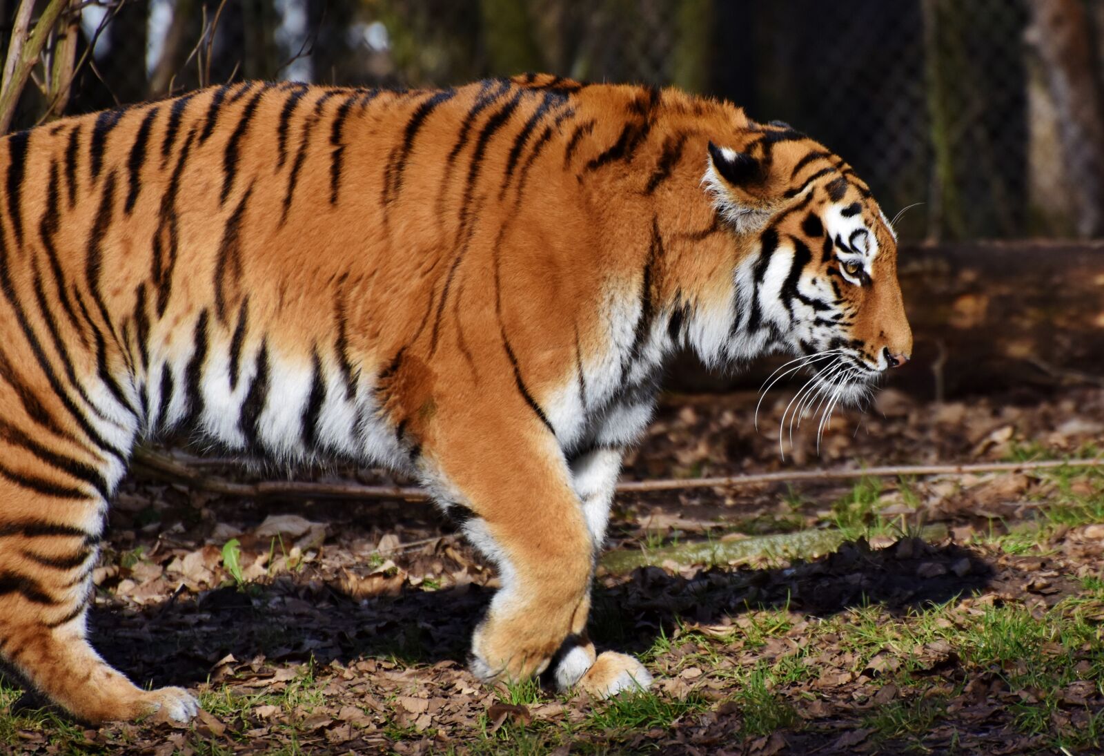 Nikon D7200 sample photo. Tiger, big cat, predator photography