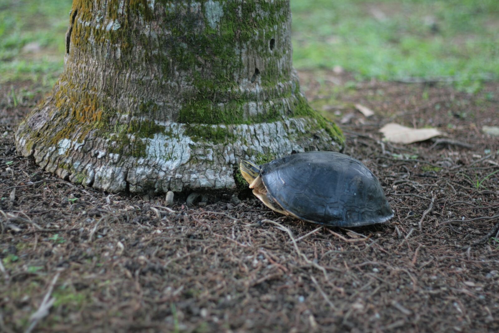 Canon EOS 400D (EOS Digital Rebel XTi / EOS Kiss Digital X) sample photo. Slow, turtle, tortoise photography