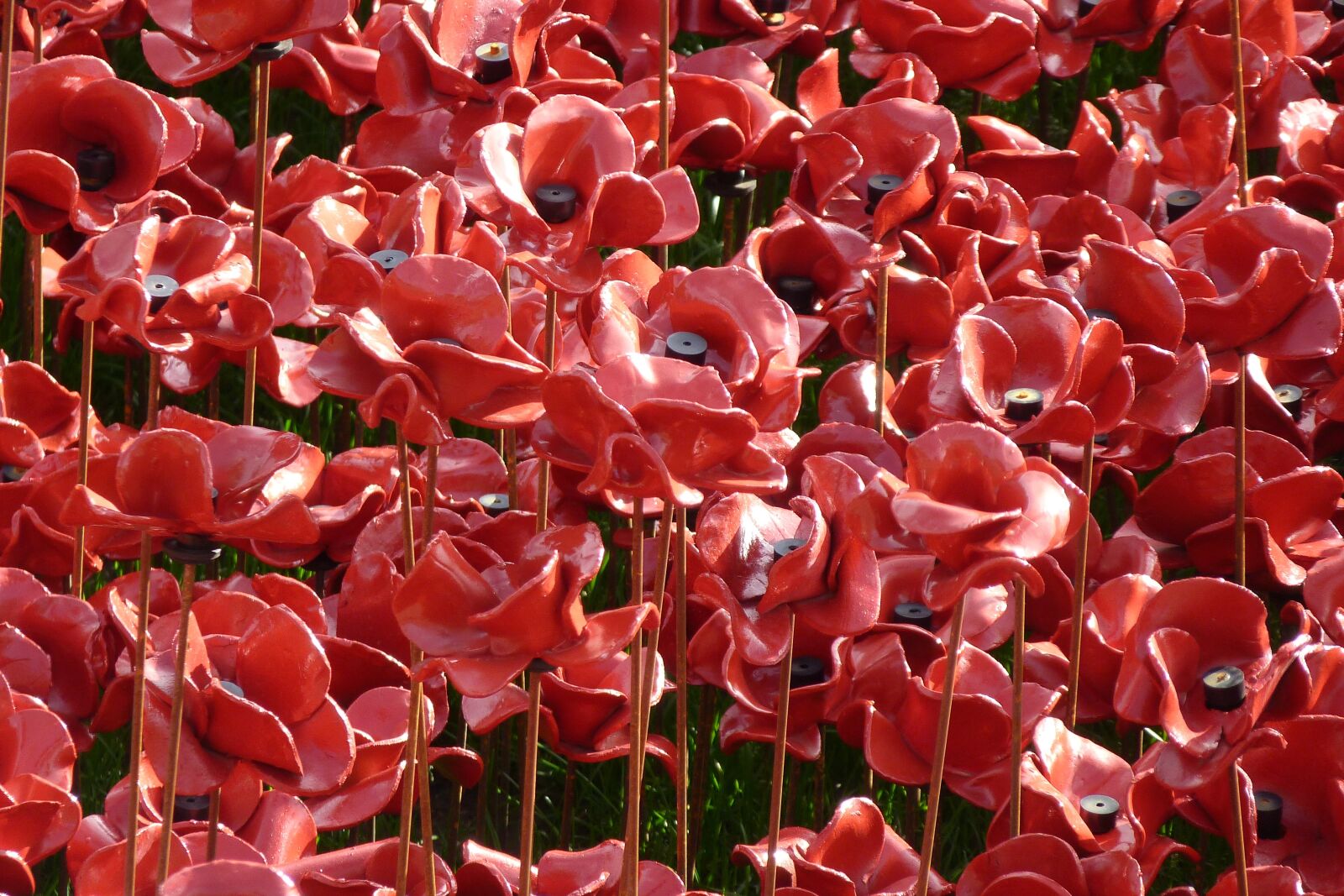 Panasonic Lumix DMC-FZ40 (Lumix DMC-FZ45) sample photo. Remembrance, centenary, poppies photography
