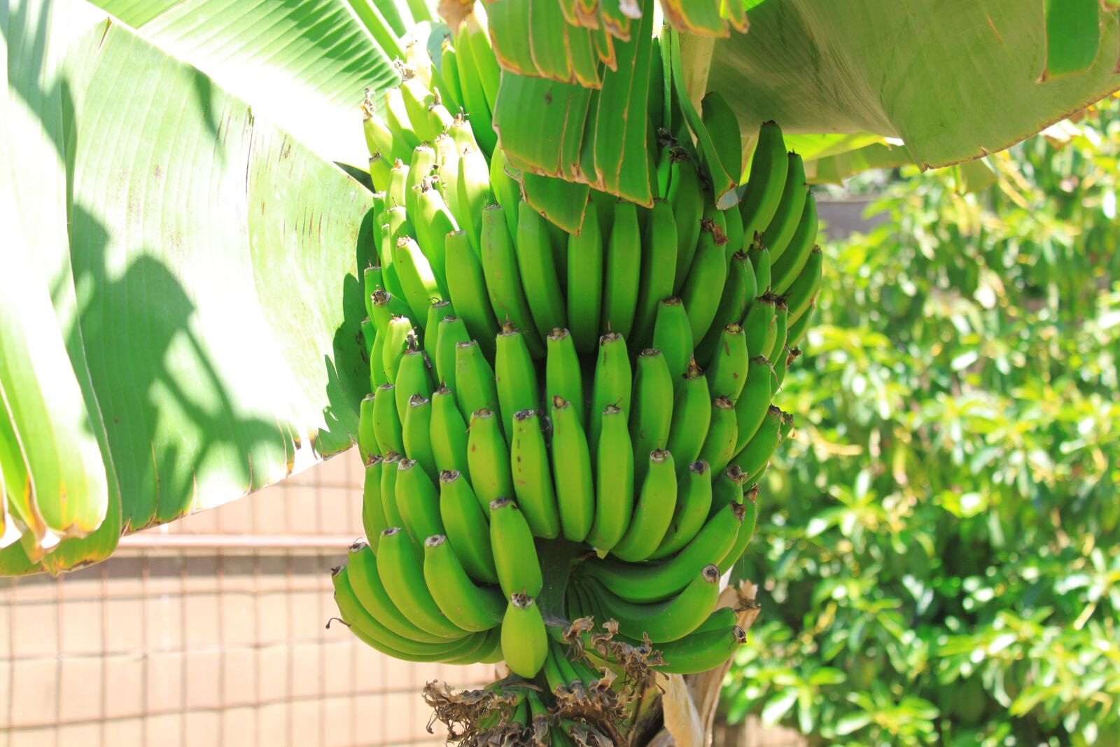 Canon EOS 500D (EOS Rebel T1i / EOS Kiss X3) sample photo. Banana, fruit, bananas photography