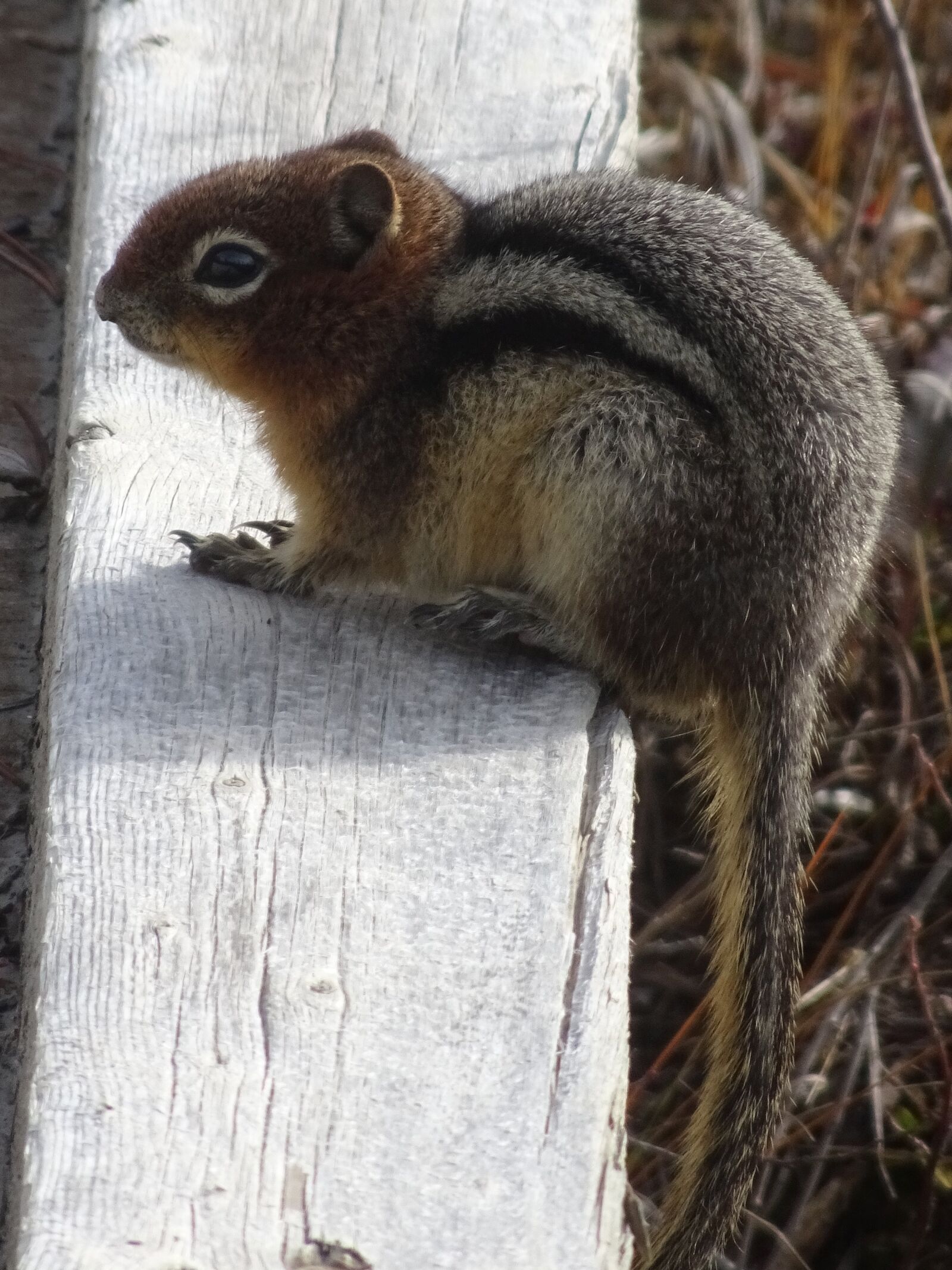 Sony Cyber-shot DSC-HX90V sample photo. Squirrel, animal, furry photography
