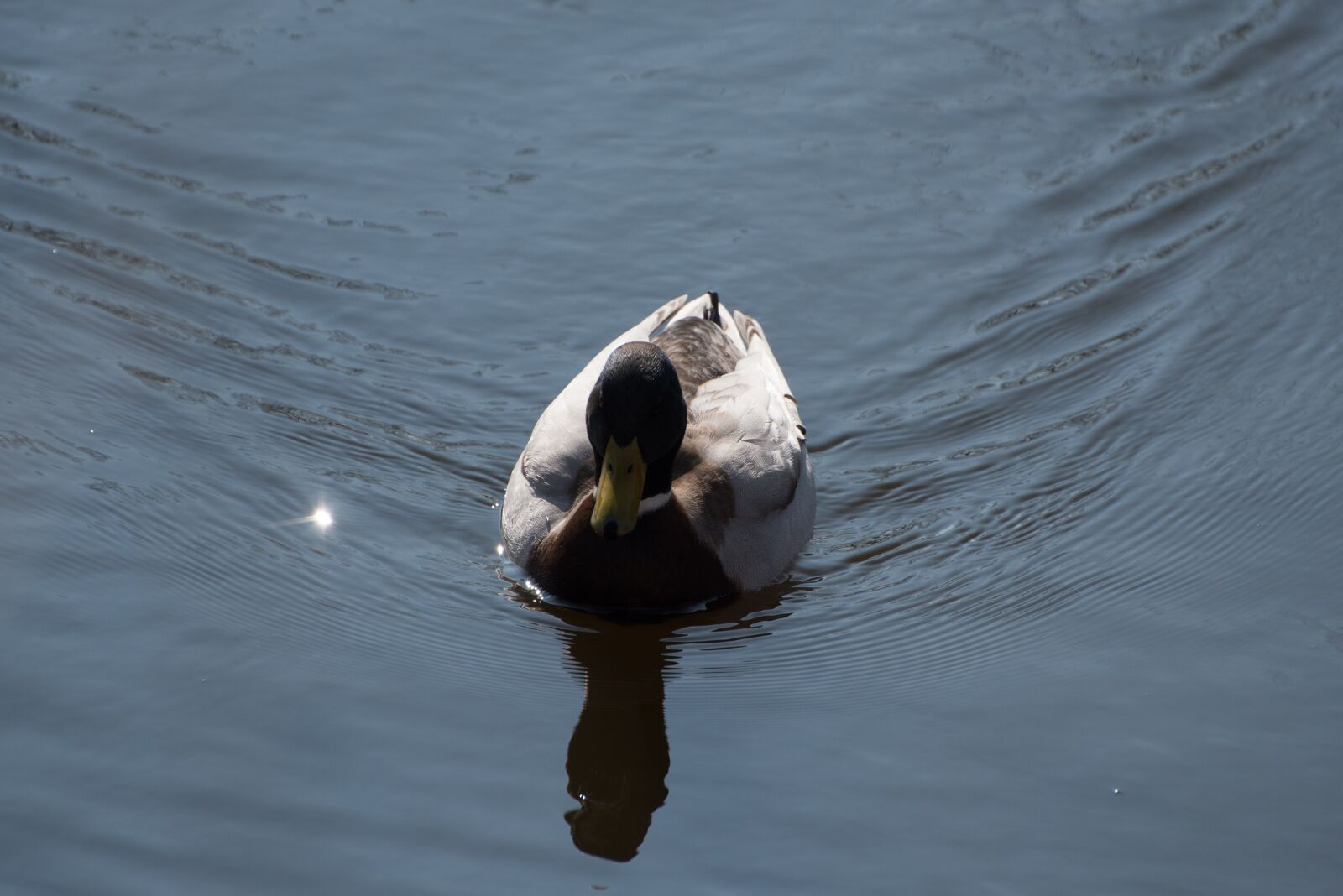 Nikon D750 sample photo. Duck, water, pond photography