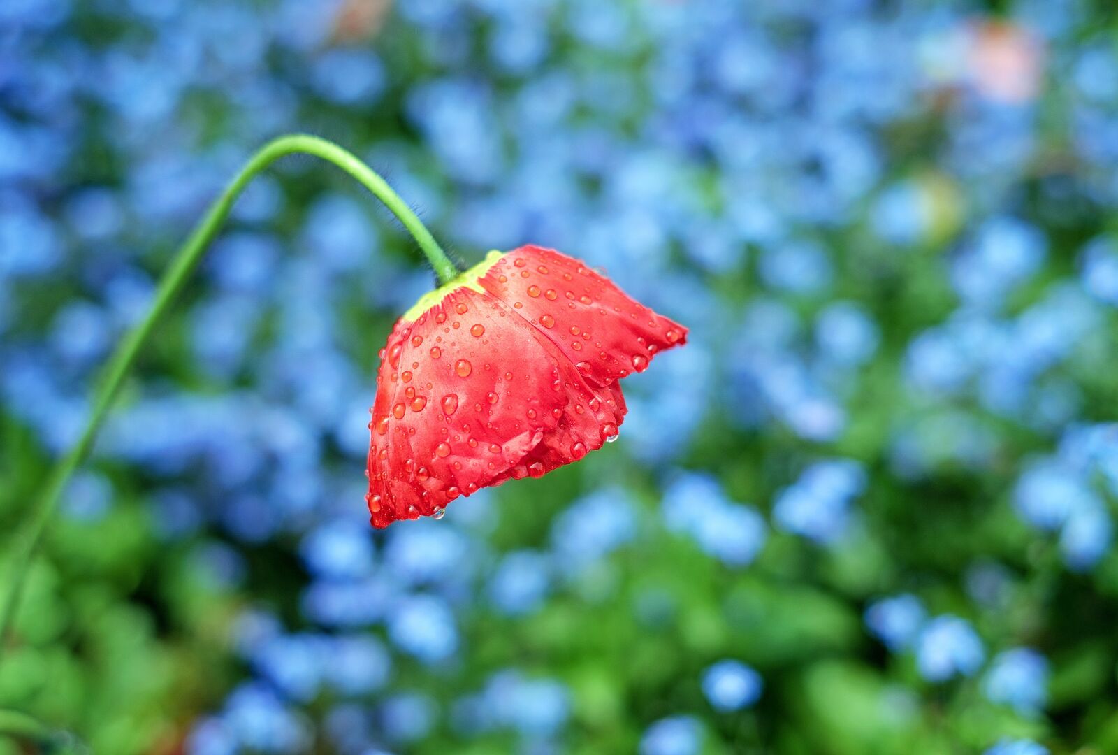 Fujifilm X-T10 + Fujifilm XF 35mm F1.4 R sample photo. Poppy, flower, blossom photography