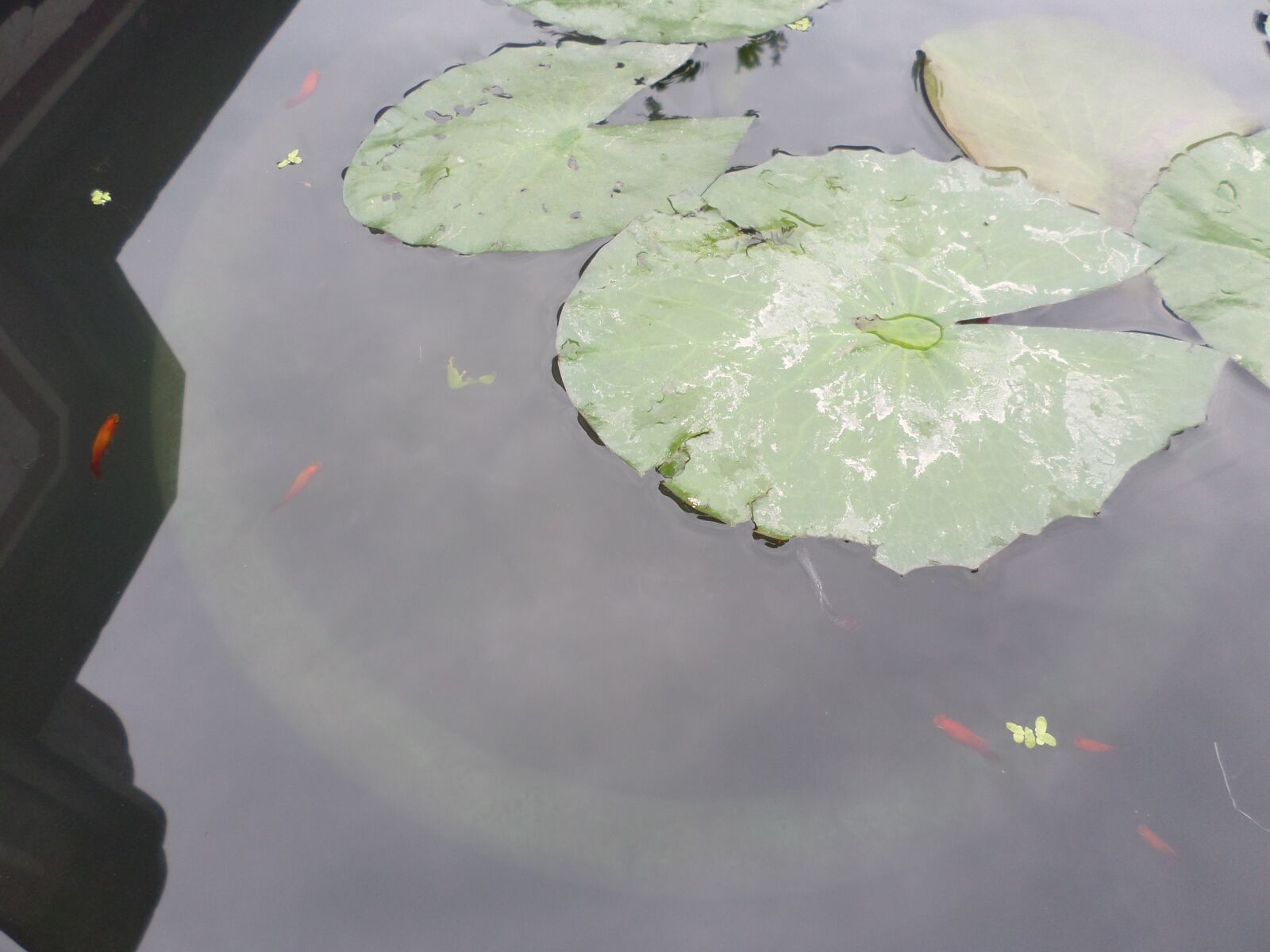 Samsung DV150F/DV151F/DV155F sample photo. Lotus leaf, lotus, nature photography