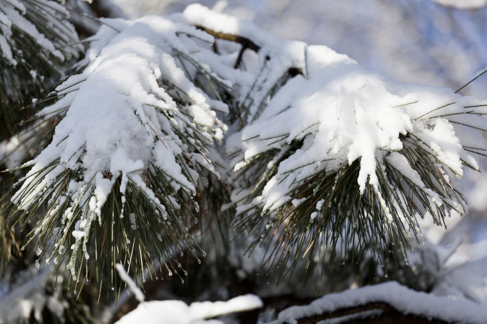 Canon EF 70-200mm F4L USM sample photo. Winter, pine, snow photography