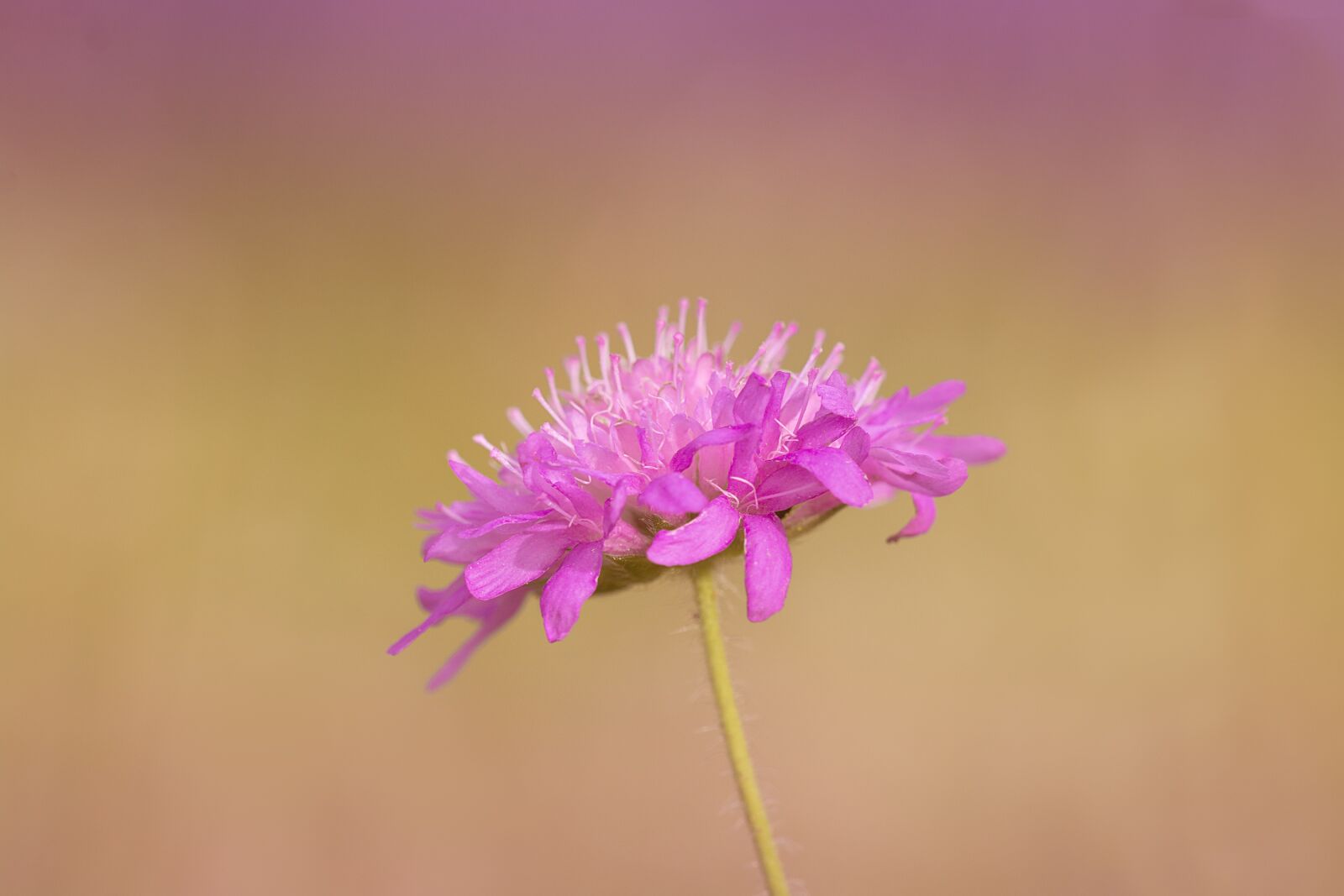 Nikon D7100 sample photo. Flower, pointed flower, plant photography