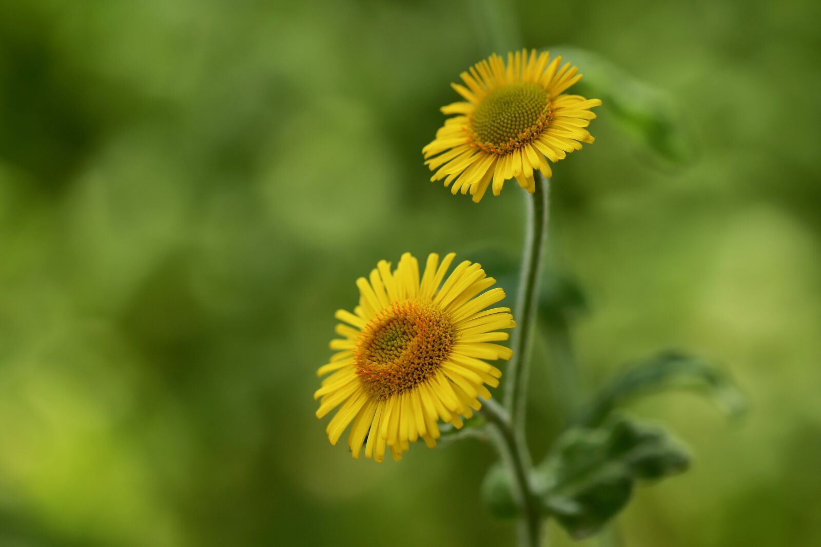 Canon EOS 800D (EOS Rebel T7i / EOS Kiss X9i) sample photo. Flea herb, large flea photography