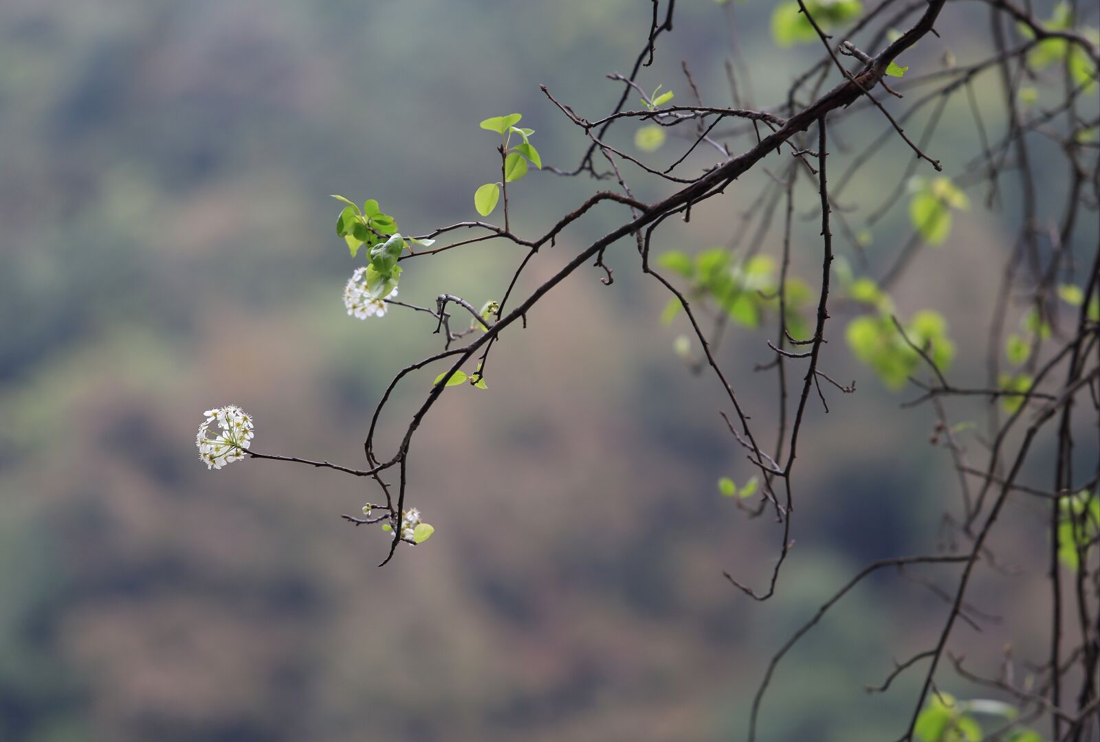 Canon EOS 5D Mark III sample photo. The scenery, tree, flower photography