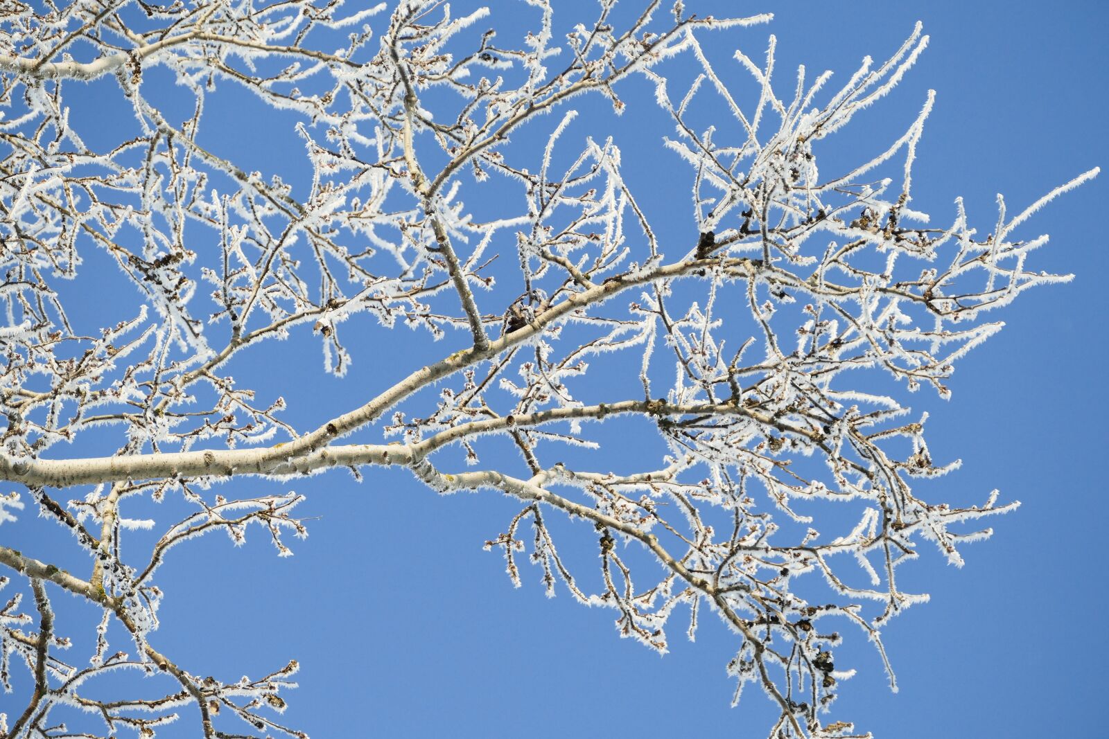 Panasonic Lumix DMC-FZ1000 sample photo. Tree, branches, frost photography