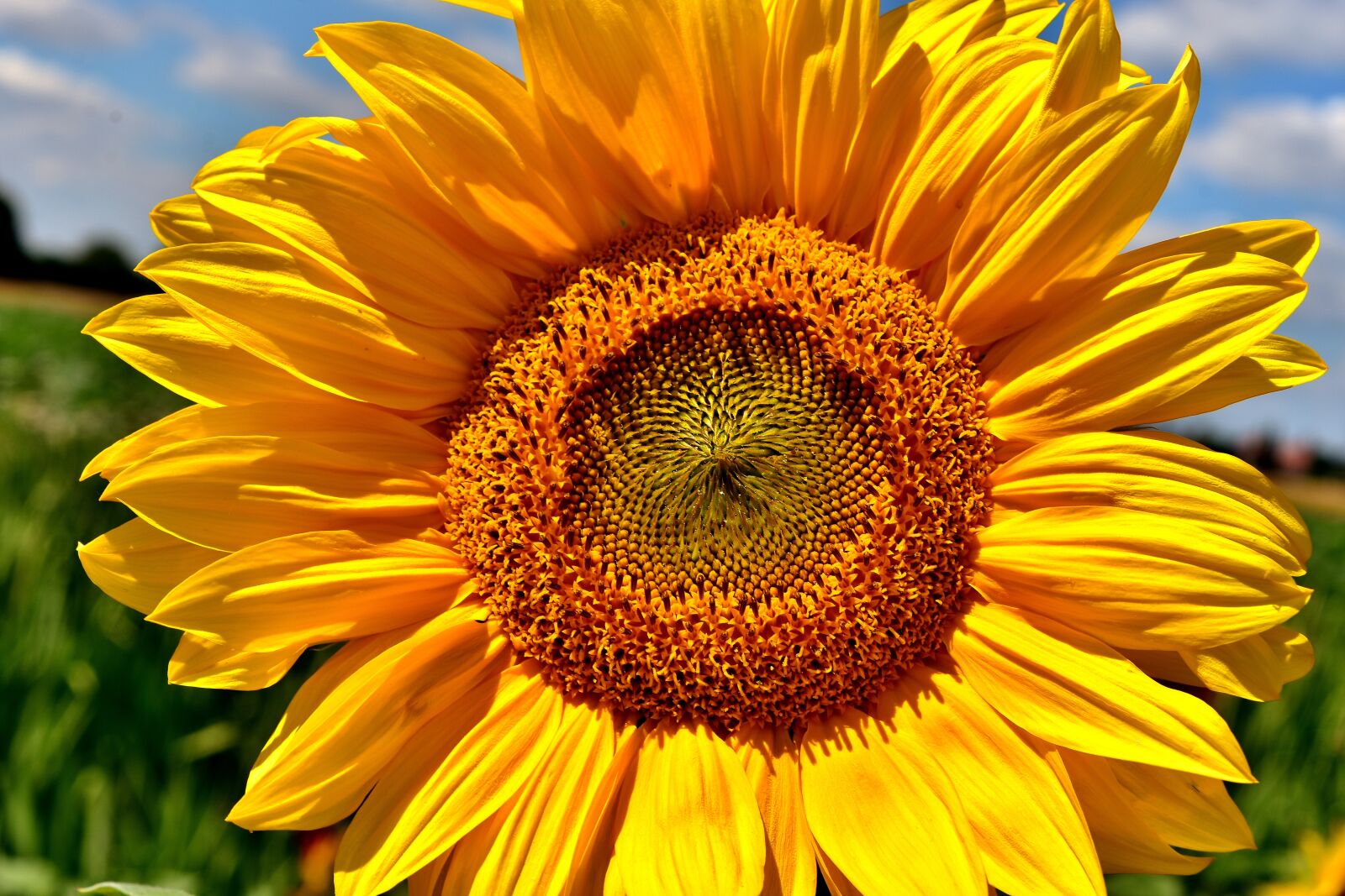 Nikon D7200 sample photo. Sunflower, summer, garden photography