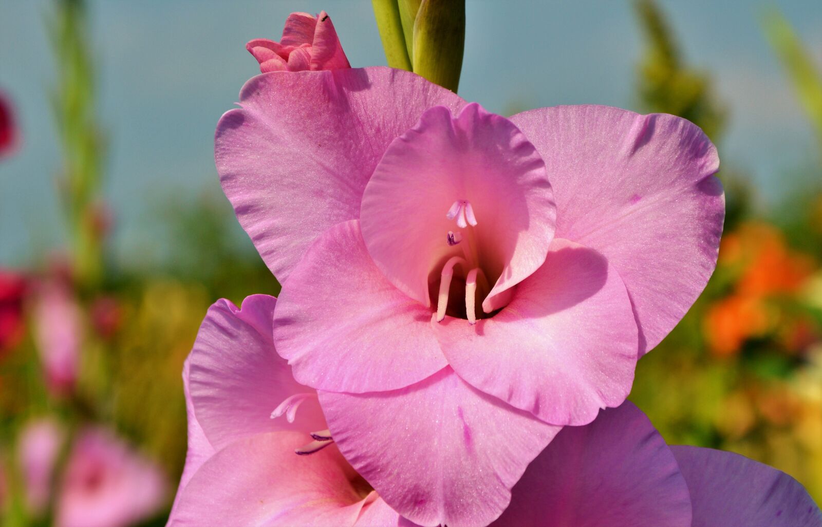 Nikon D3200 sample photo. Gladiolus, gladidus, butterfly greenhouse photography