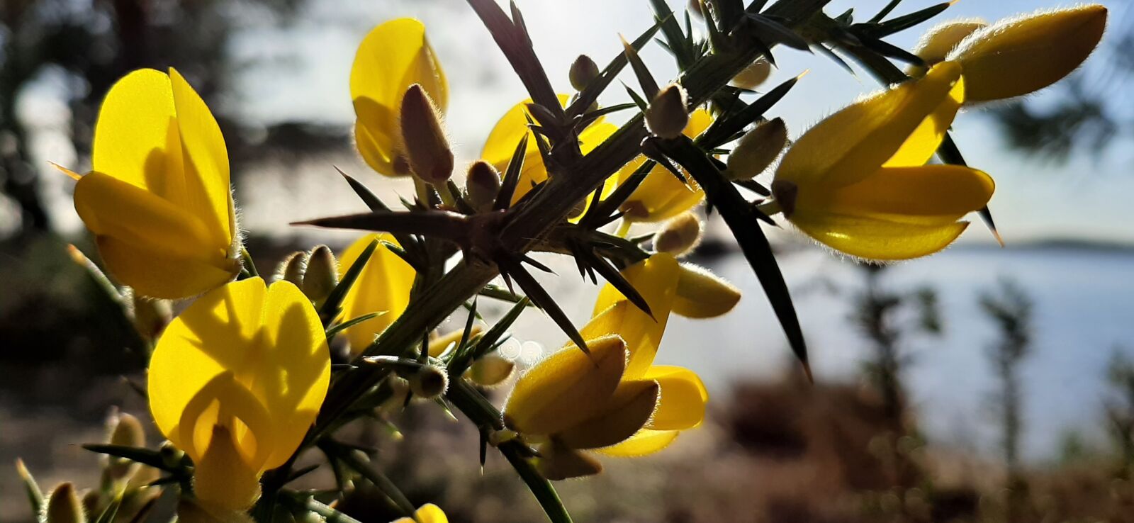 Samsung Galaxy A50 sample photo. Gorse, fabaceae, flowers photography