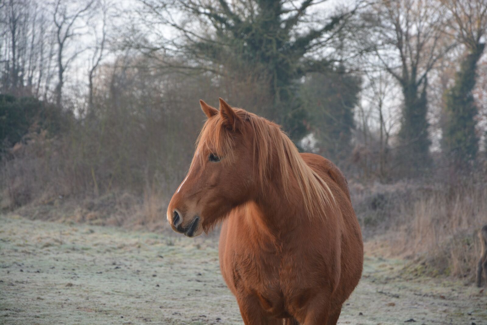 Nikon D5200 sample photo. Horse, profile horse, mane photography