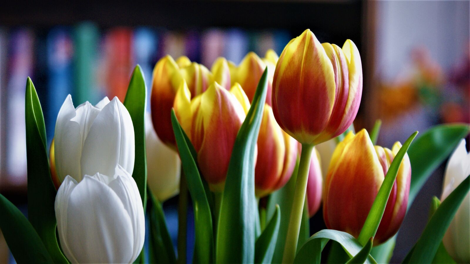 Sony Alpha DSLR-A350 sample photo. Tulips, mixed, flowers photography