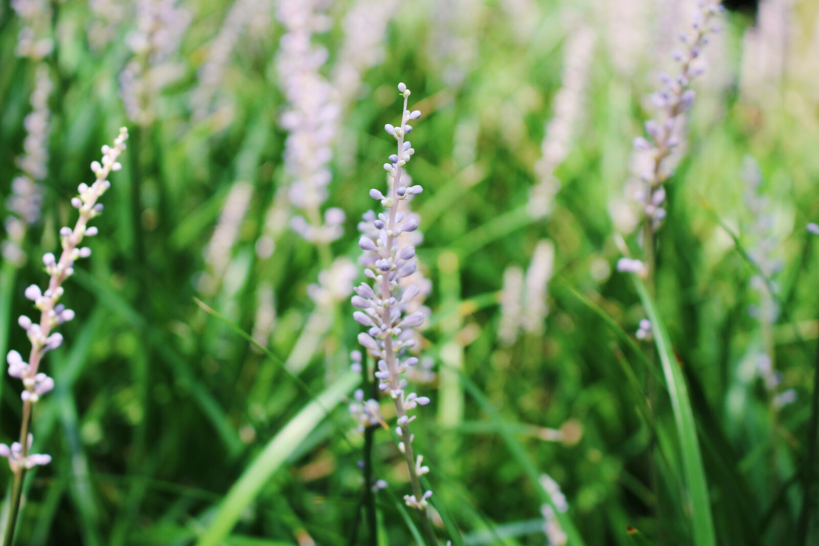 Canon EOS 700D (EOS Rebel T5i / EOS Kiss X7i) sample photo. Flower, green, plants, purple photography