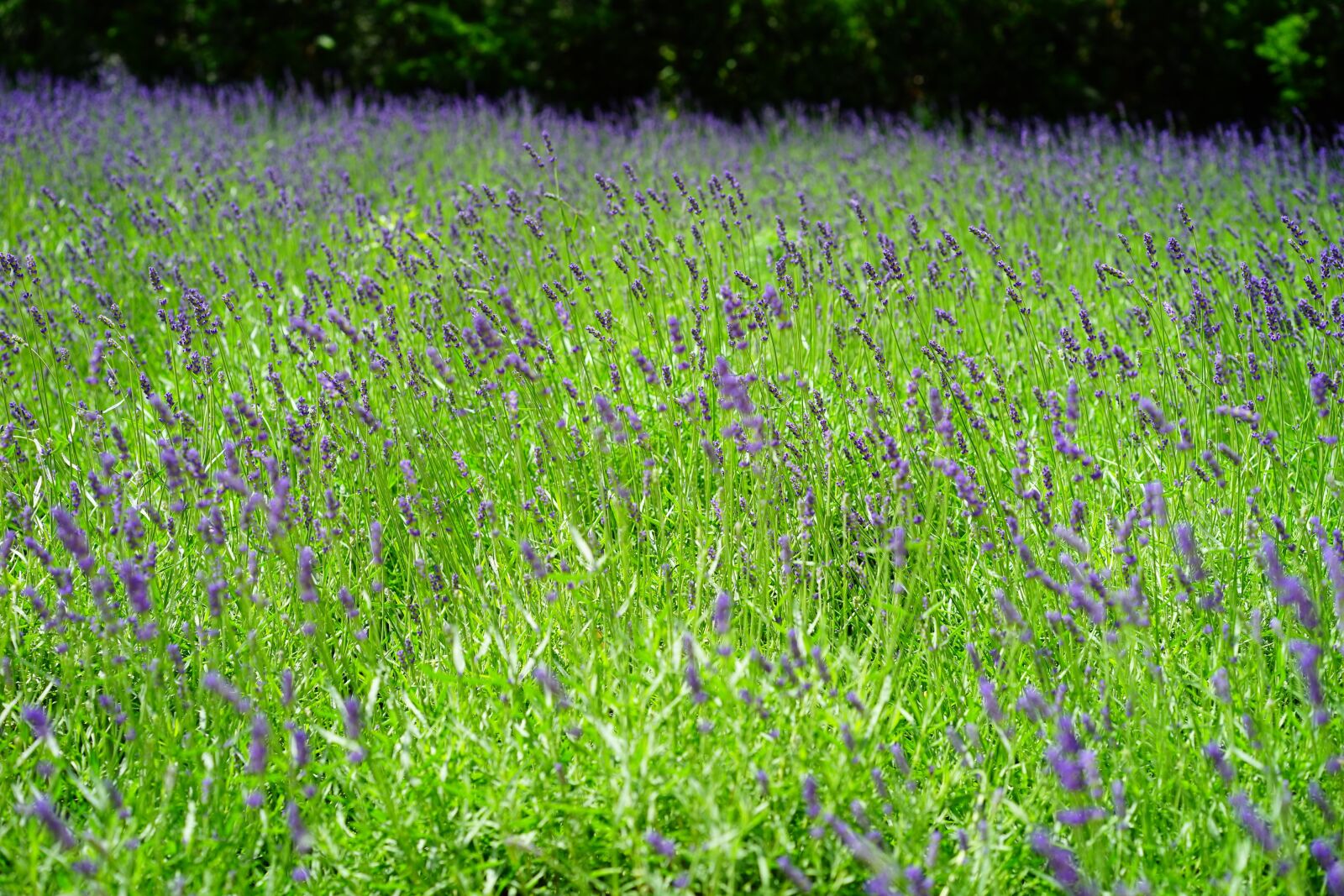 Sony a7 + Sony Sonnar T* FE 55mm F1.8 ZA sample photo. Lavender, lavender field, flowers photography