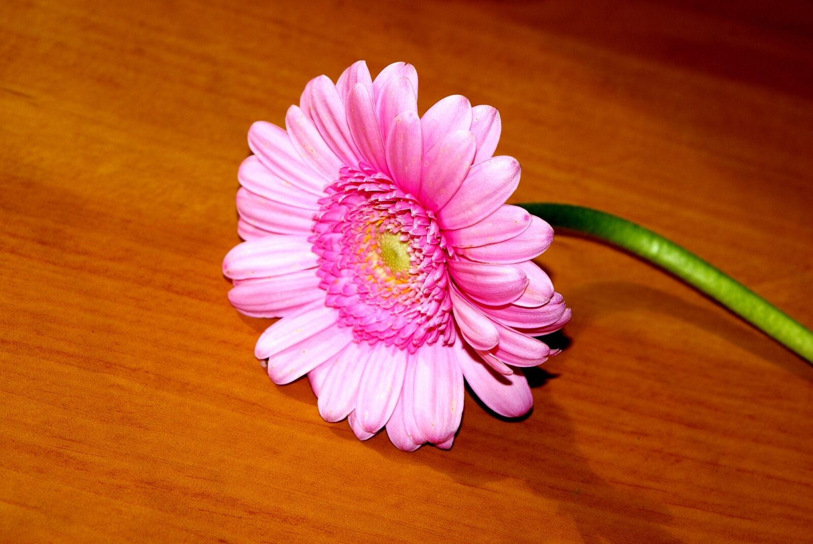 Sony Alpha DSLR-A200 sample photo. Flower, plant, yellow photography