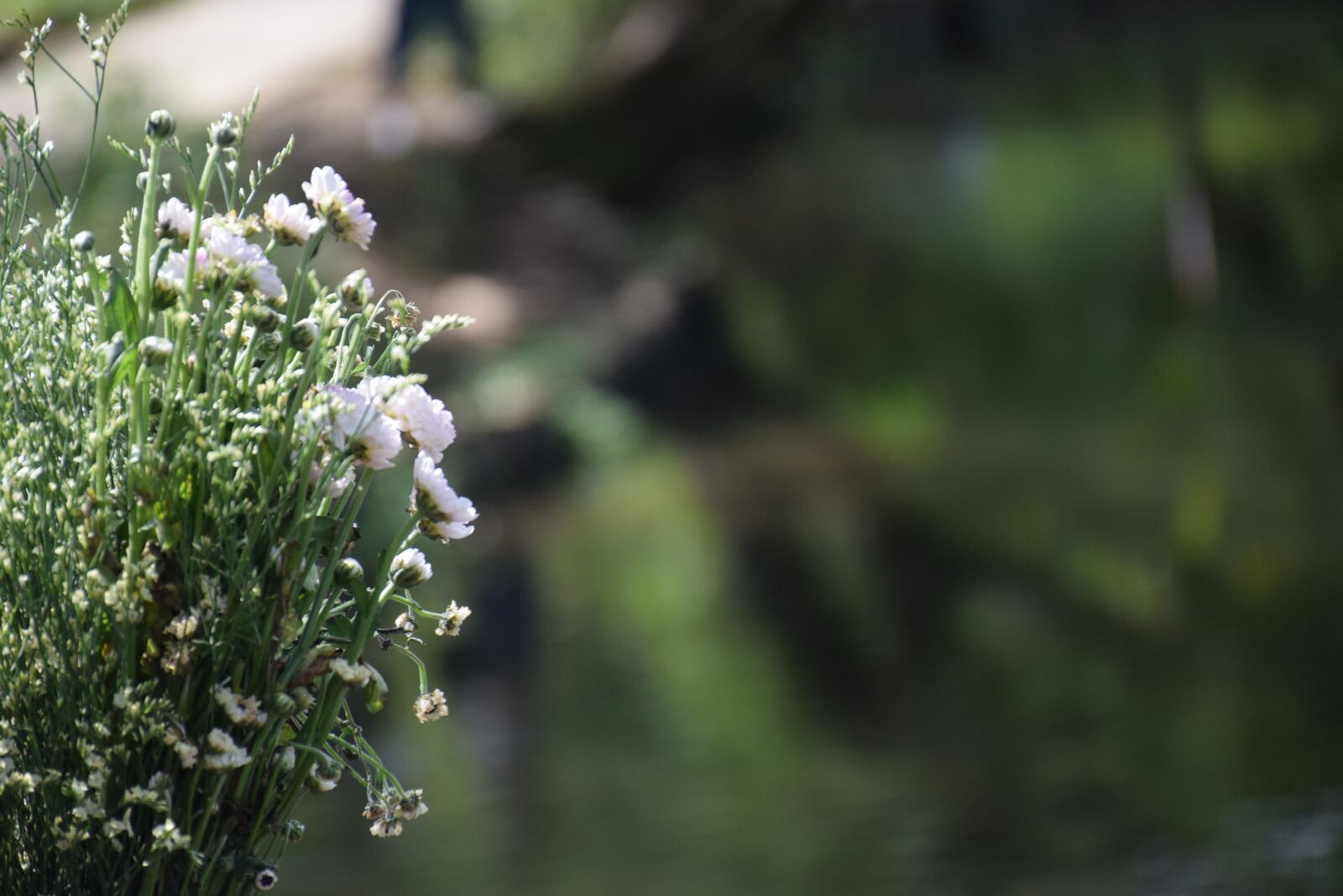Nikon D5300 sample photo. Flower, blur, background photography