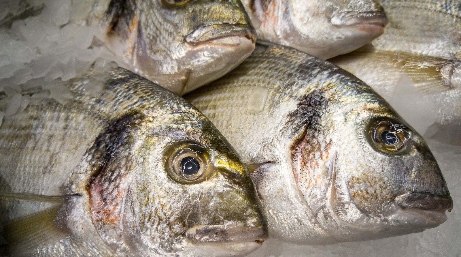 LG G4 sample photo. Fish, sea bream, fishing photography