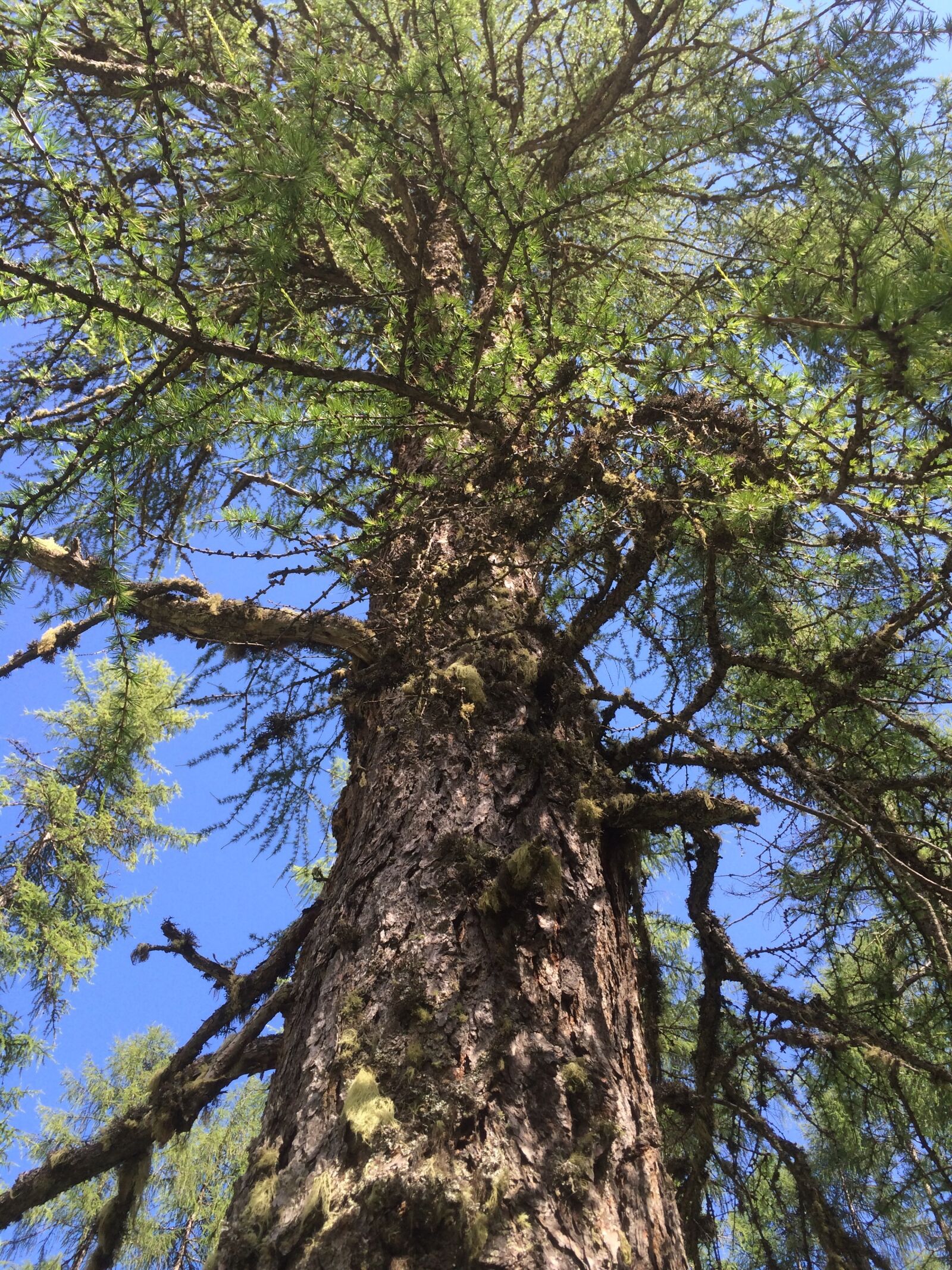 Apple iPhone 5s sample photo. Tree, plant, nature photography