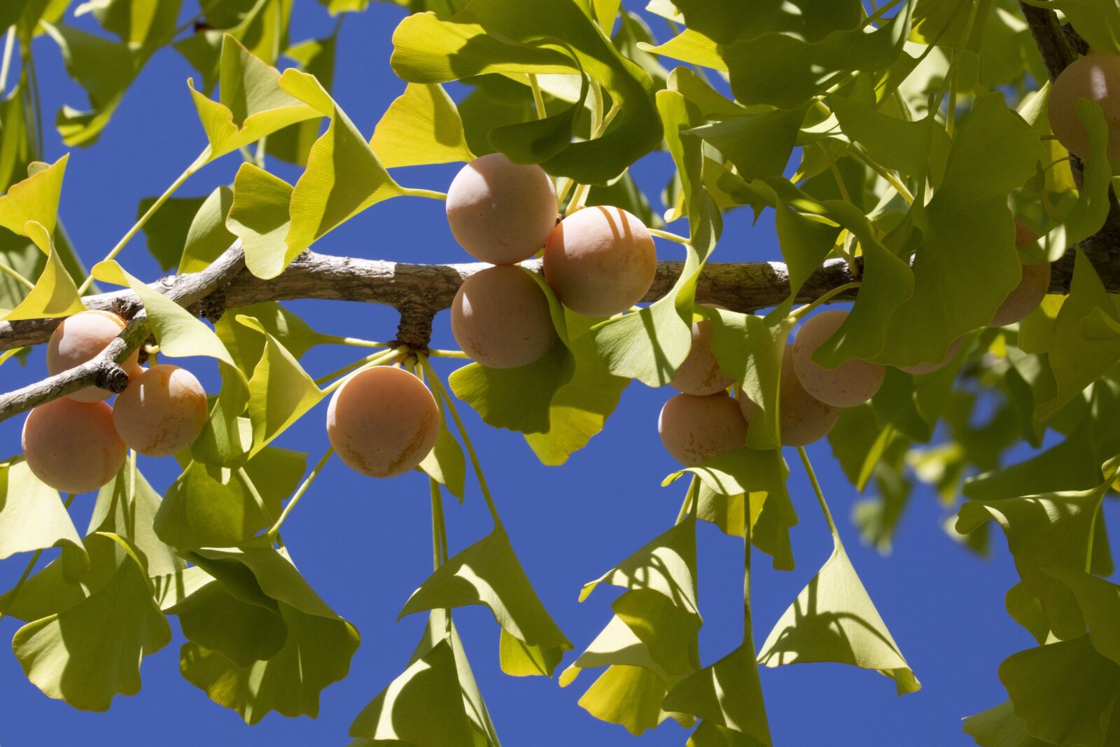 Canon EOS 750D (EOS Rebel T6i / EOS Kiss X8i) sample photo. Ginkgo, bank, fruit photography