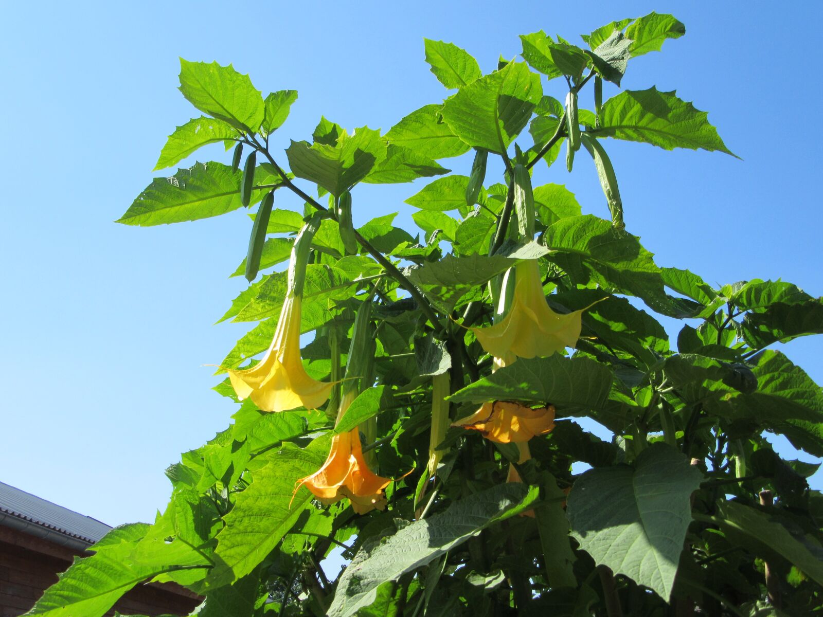 Canon PowerShot SX610 HS sample photo. Brugmansia, flowers, nightshade photography