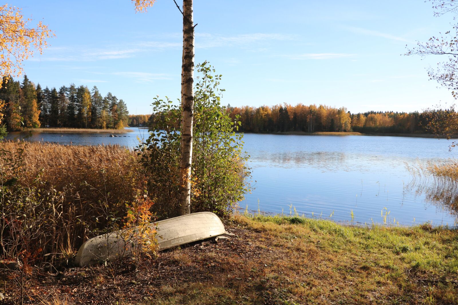 Canon EOS 750D (EOS Rebel T6i / EOS Kiss X8i) sample photo. Lake, birch, tree photography