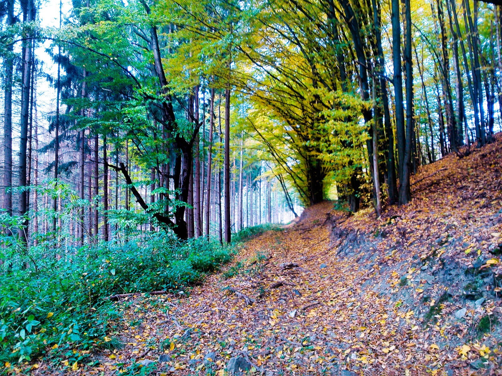 Sony Xperia L sample photo. Forest photography