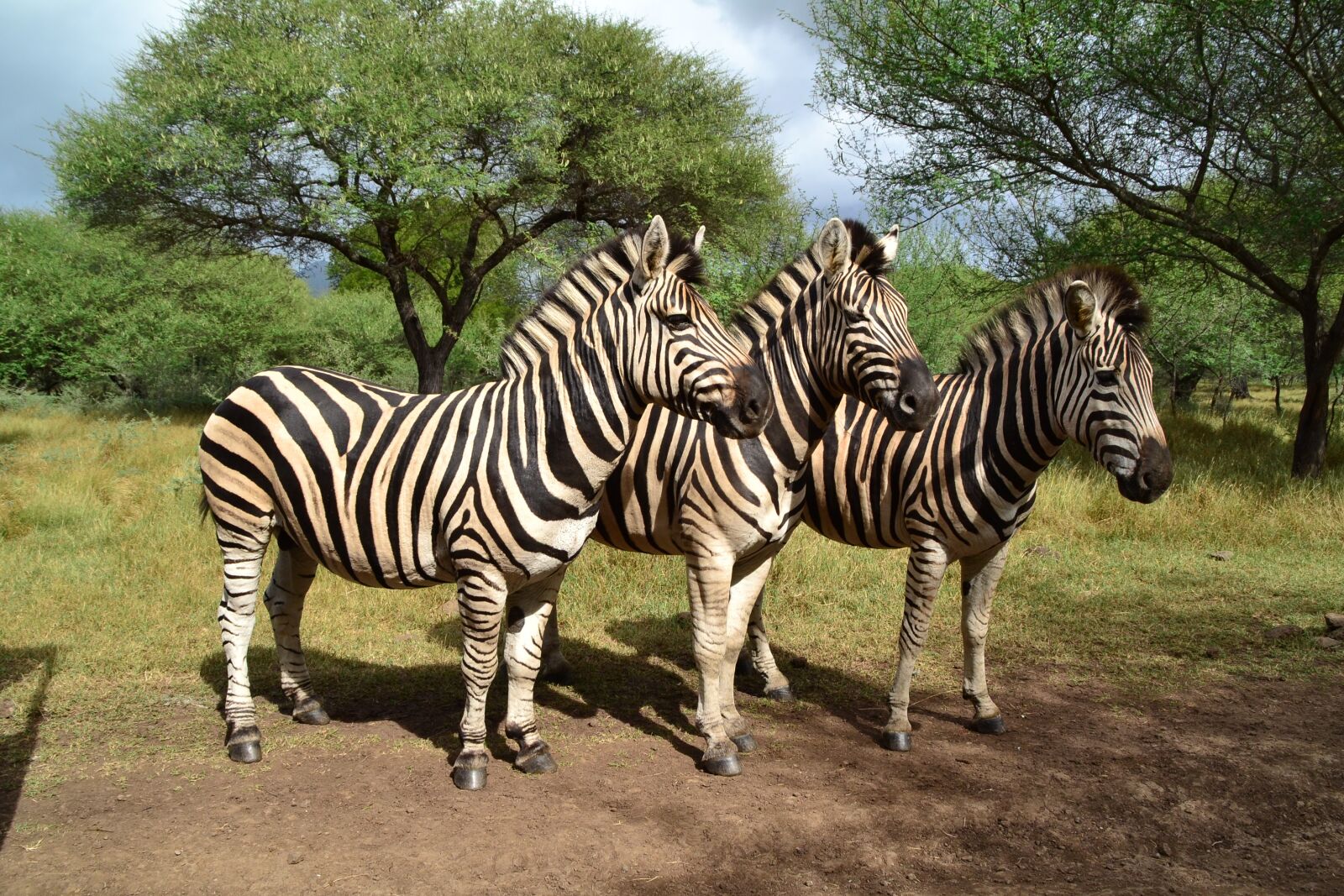Nikon D3100 sample photo. Animal, nature, wild photography