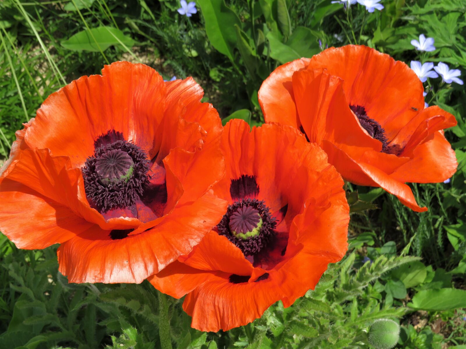 Canon PowerShot SX540 HS sample photo. Poppy, poppies, red photography