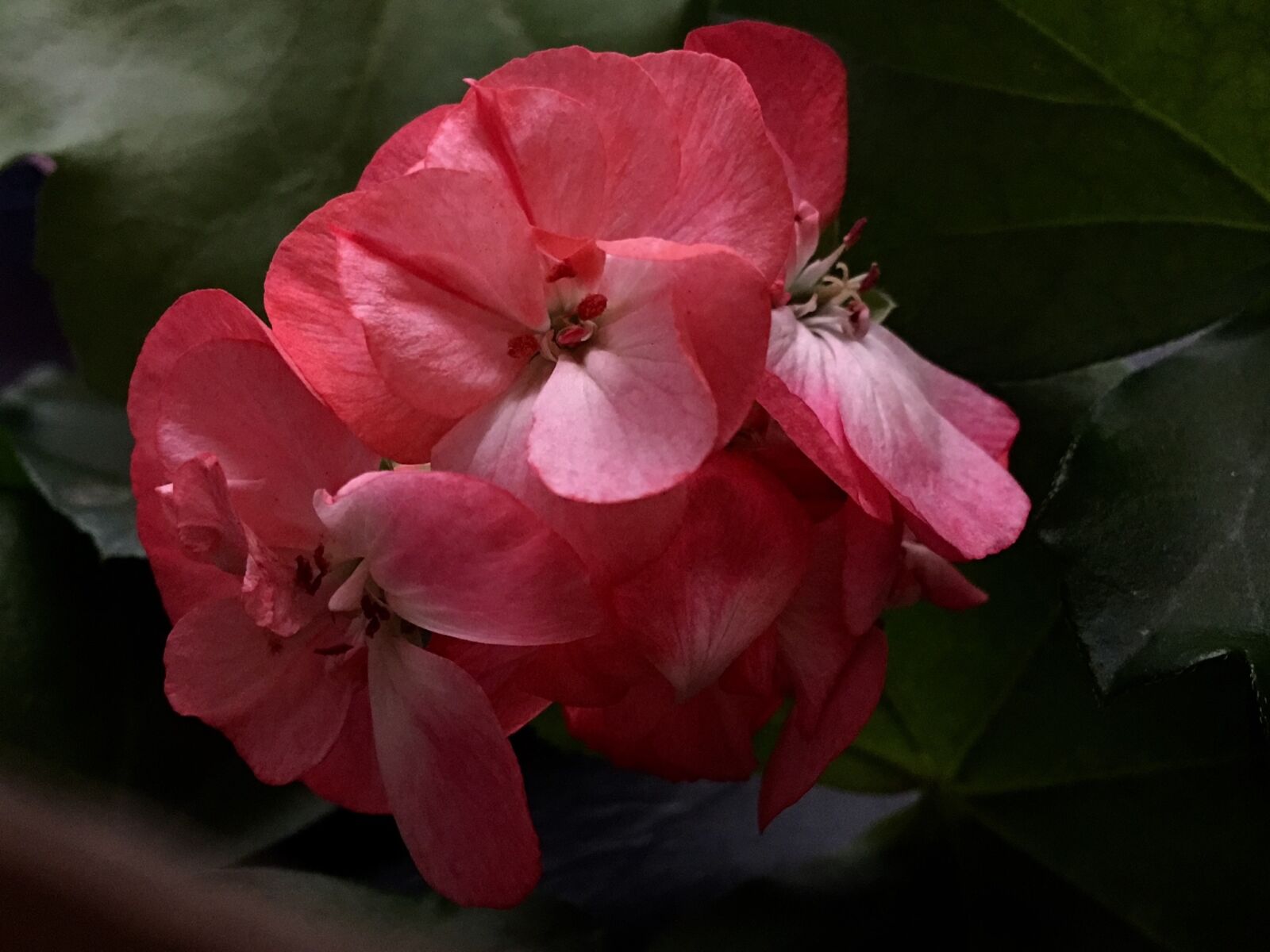 Apple iPhone 6s Plus sample photo. Flower, pink, pink flower photography