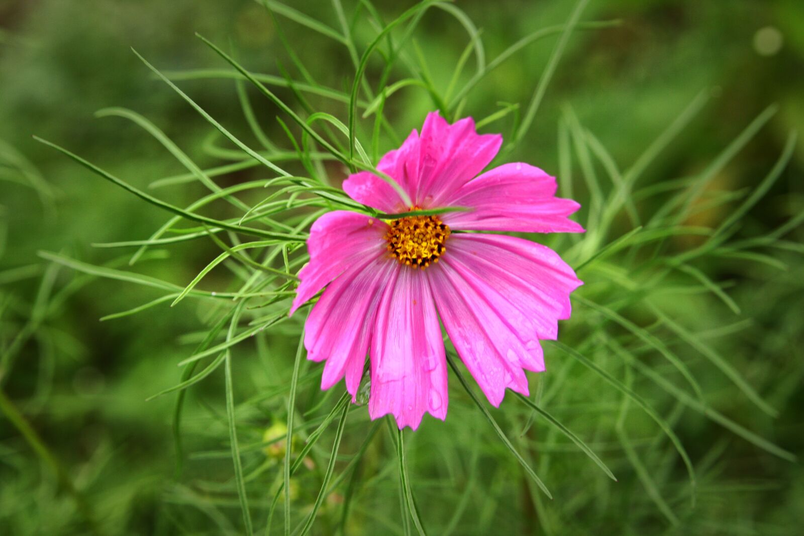 Canon EOS 40D sample photo. Flowers, nature, plants photography