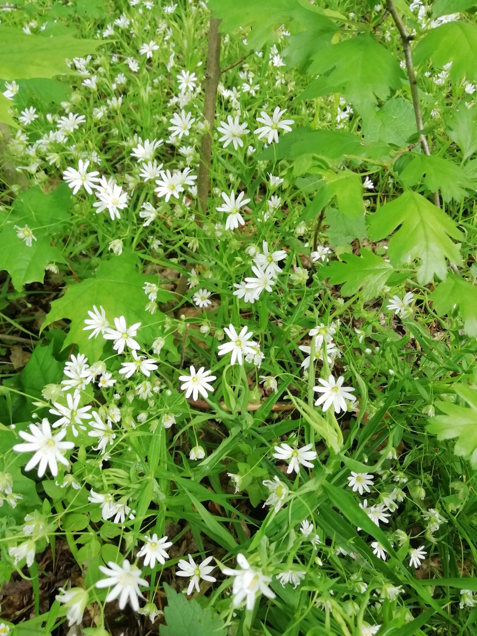 HUAWEI FIG-LX1 sample photo. Nature, flowers, spring photography
