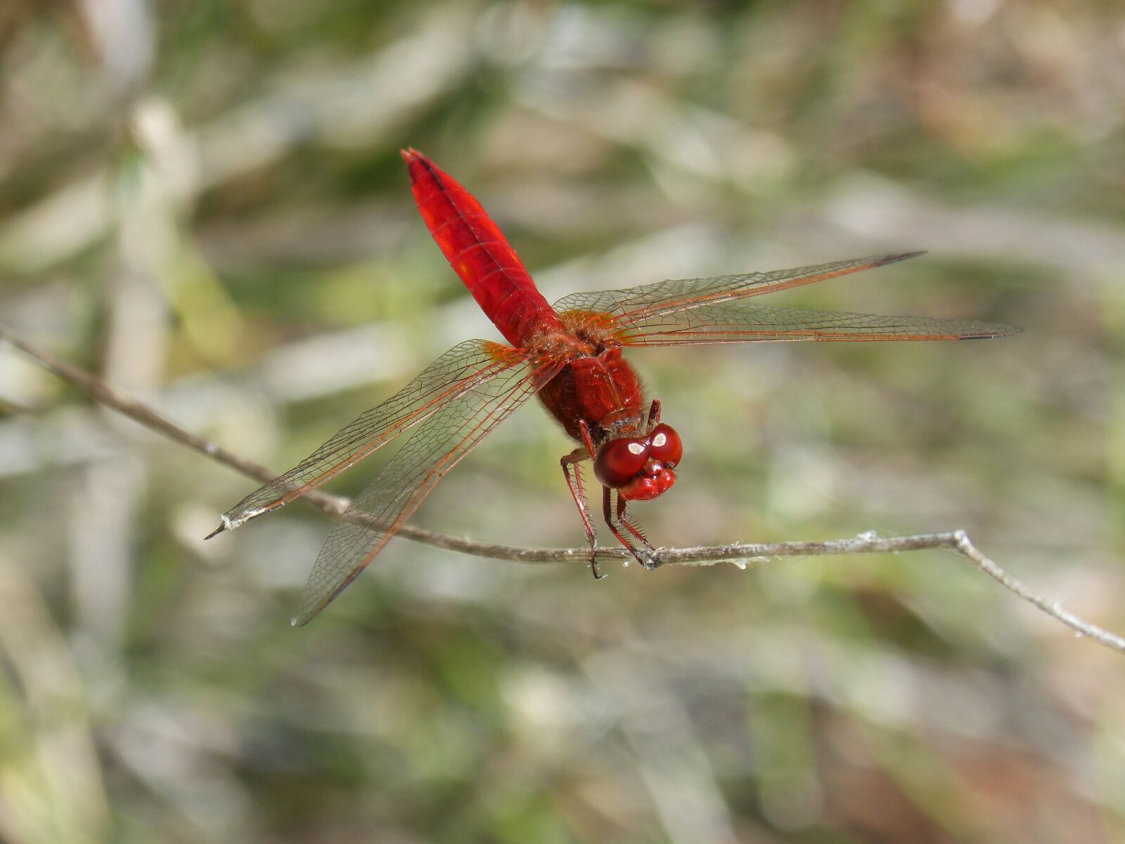 Panasonic DMC-FZ62 sample photo. Erythraea crocothemis, red dragonfly photography