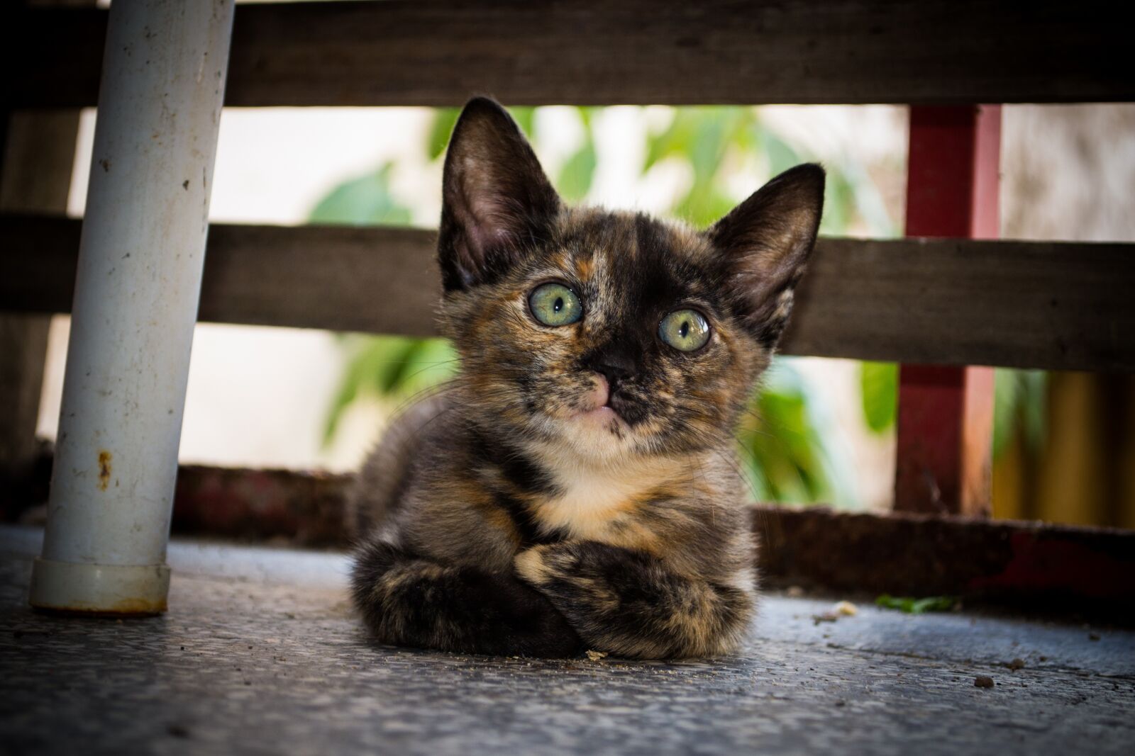 Nikon D3100 sample photo. Cat, kitty, gato photography