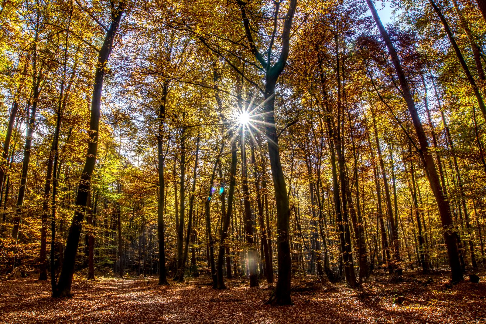 Sony a6000 sample photo. Forest, autumn, mood photography