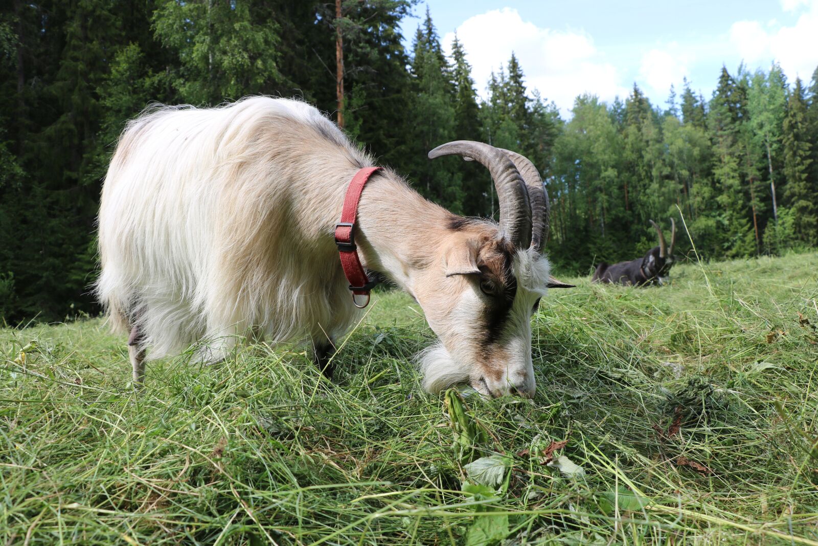 Canon EOS 750D (EOS Rebel T6i / EOS Kiss X8i) sample photo. Goat, the horns, female photography