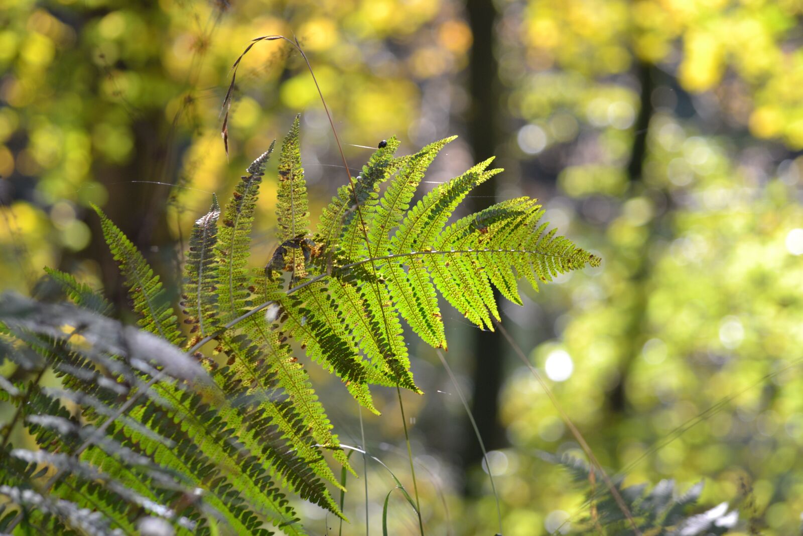 Nikon D3100 sample photo. Autumn, autumn forest, autumn photography