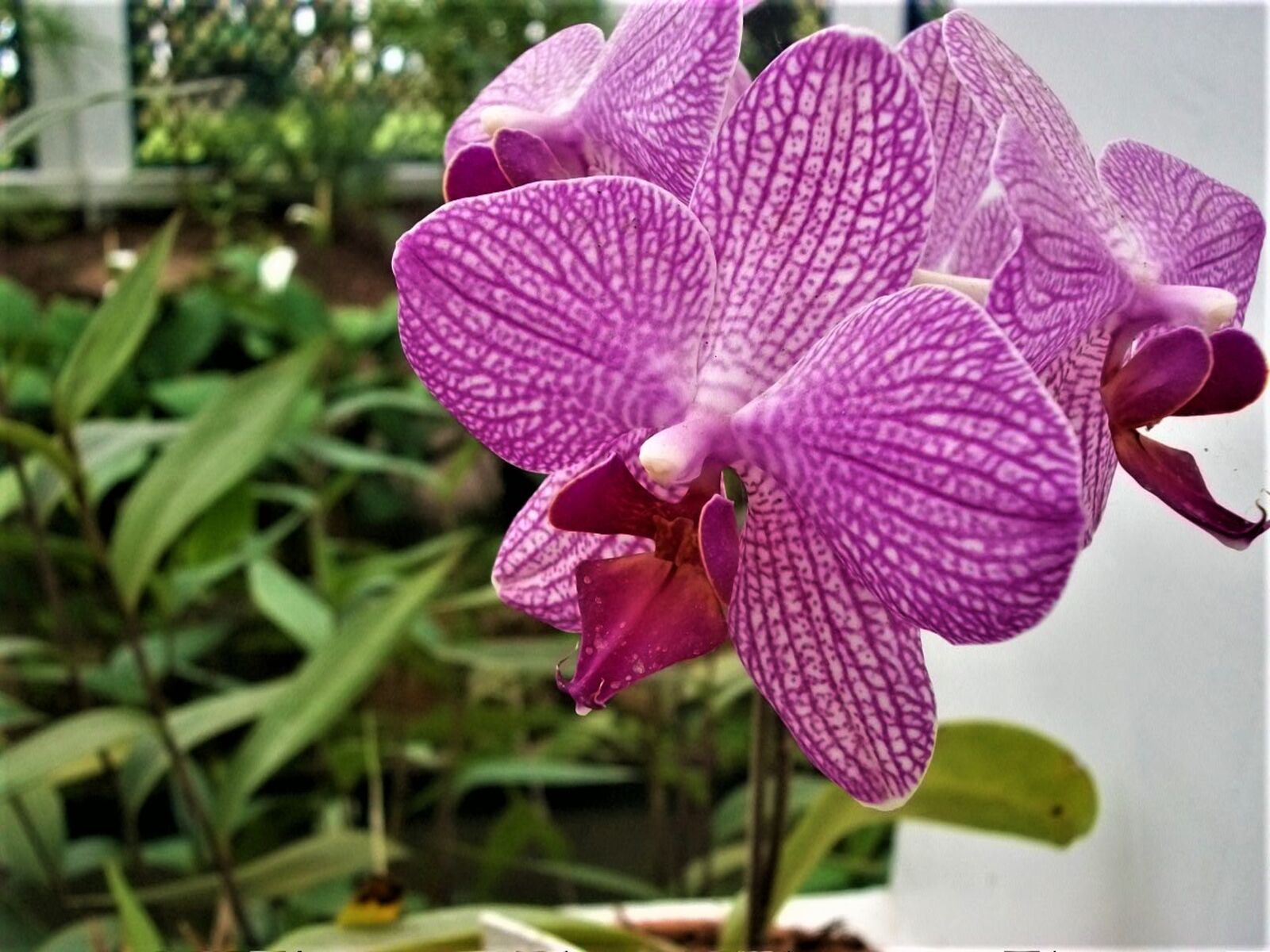 Kodak EASYSHARE C180 DIGITAL CAMERA sample photo. Orchid, potted plants, precious photography