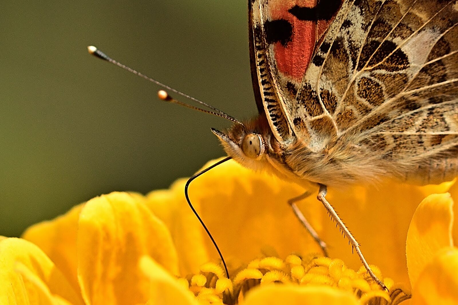 Nikon D5200 sample photo. Nature, butterfly, vanessa cardui photography